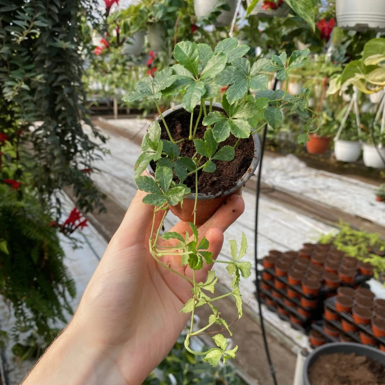 Cissus Striata Cisus Palczasty P9