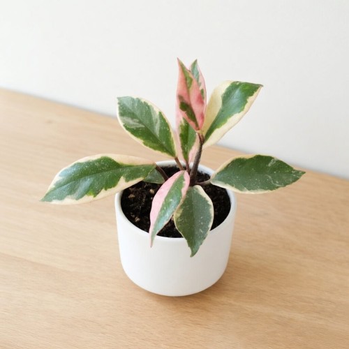 Hoya carnosa Flamingo Dream Hoja P9
