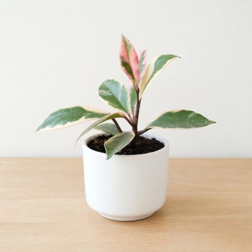 Hoya carnosa Flamingo Dream Hoja P9