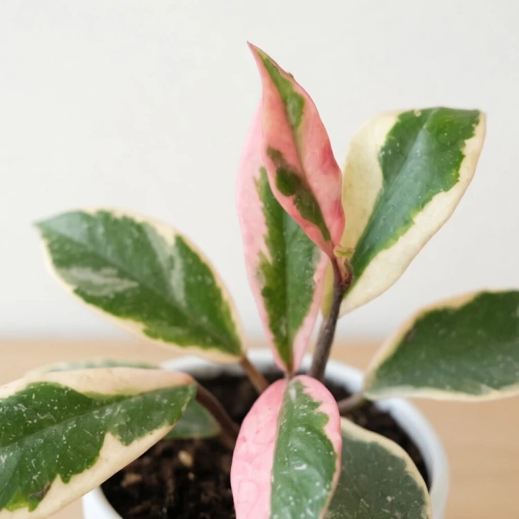 Hoya carnosa Flamingo Dream Hoja P9