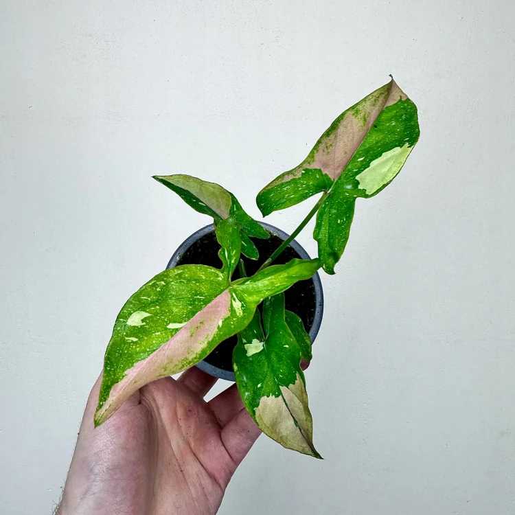 Syngonium Red Spot Tricolor Zroślicha #1