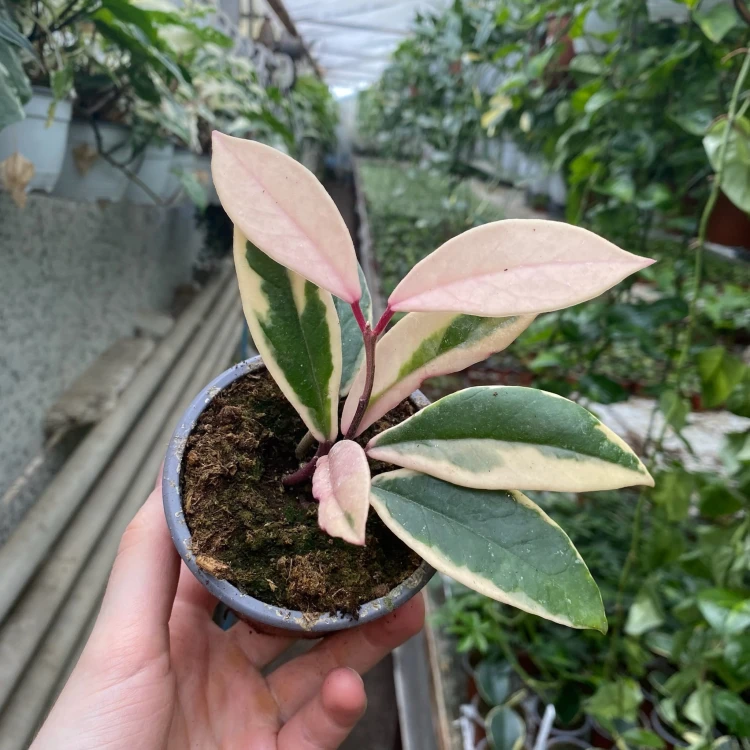 Hoya carnosa Flamingo Dream Hoja P9