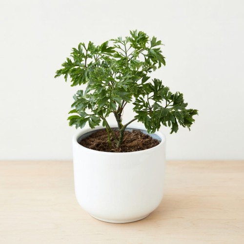 Polyscias Parsley P9