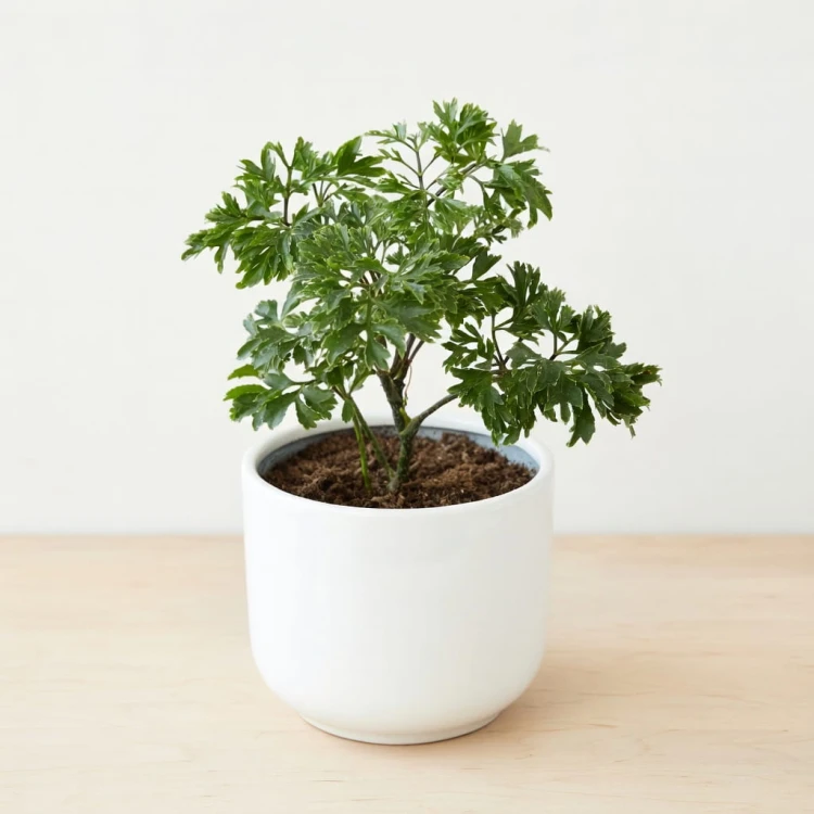 Polyscias Parsley P9