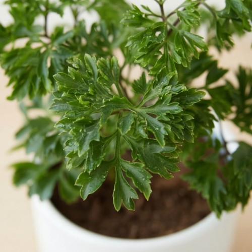 Polyscias Parsley P9