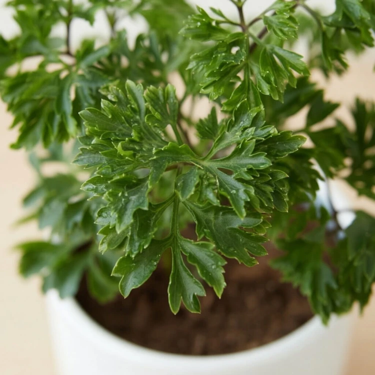 Polyscias Parsley P9