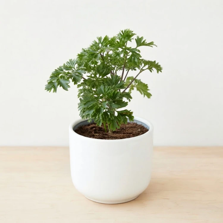Polyscias Parsley P9