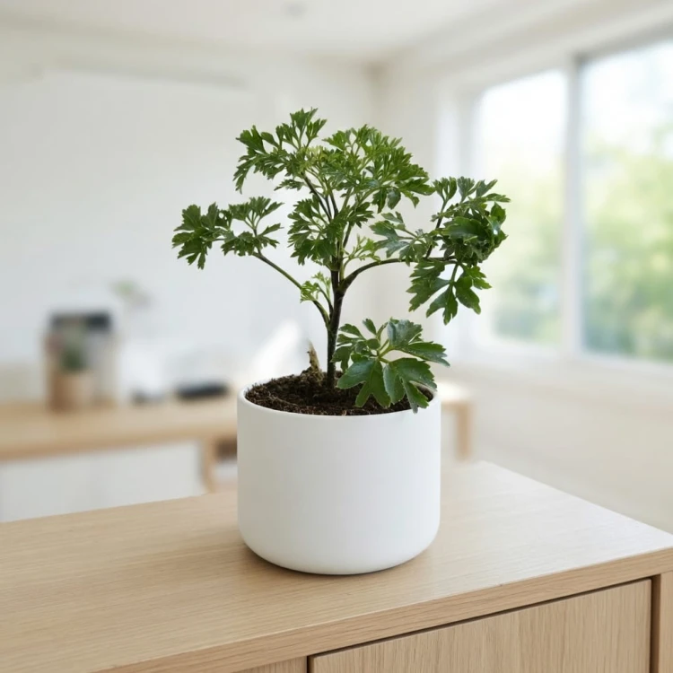 Polyscias Parsley P9