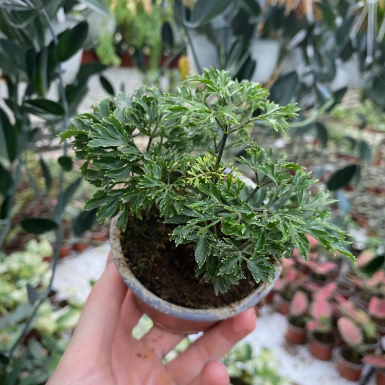 Polyscias Parsley P9