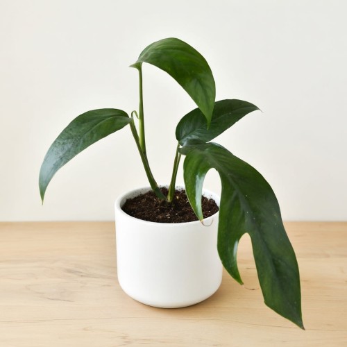 Epipremnum pinnatum Baltic Blue P9