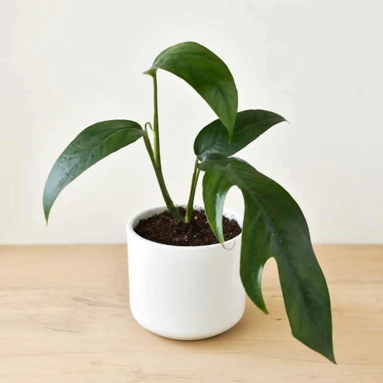Epipremnum pinnatum Baltic Blue P9