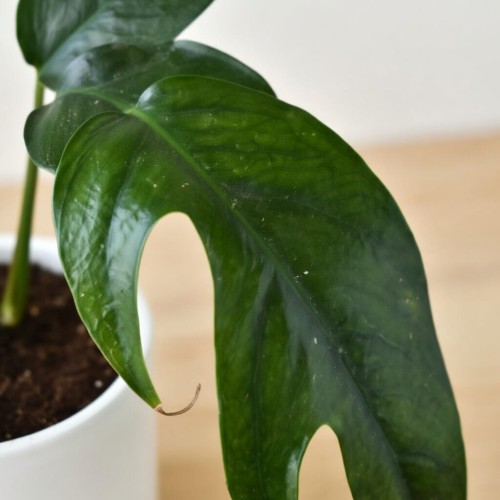 Epipremnum pinnatum Baltic Blue P9