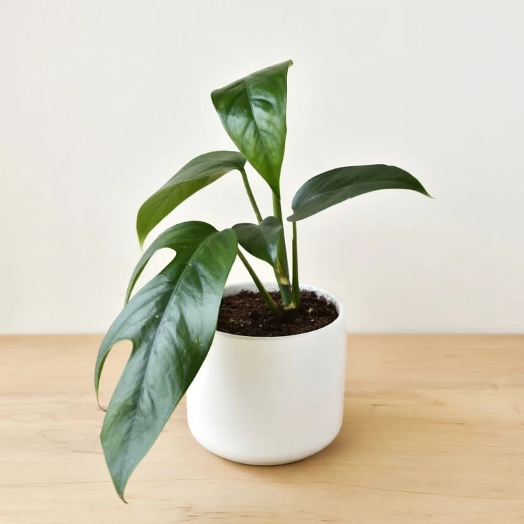 Epipremnum pinnatum Baltic Blue P9