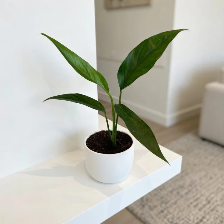 Epipremnum pinnatum Baltic Blue P9