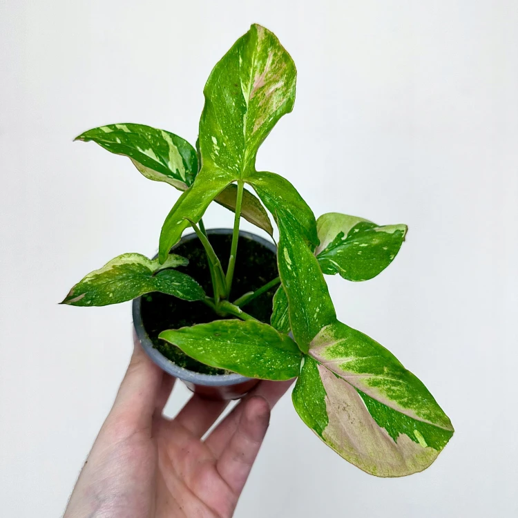 Syngonium Red Spot Tricolor Zroślicha #2