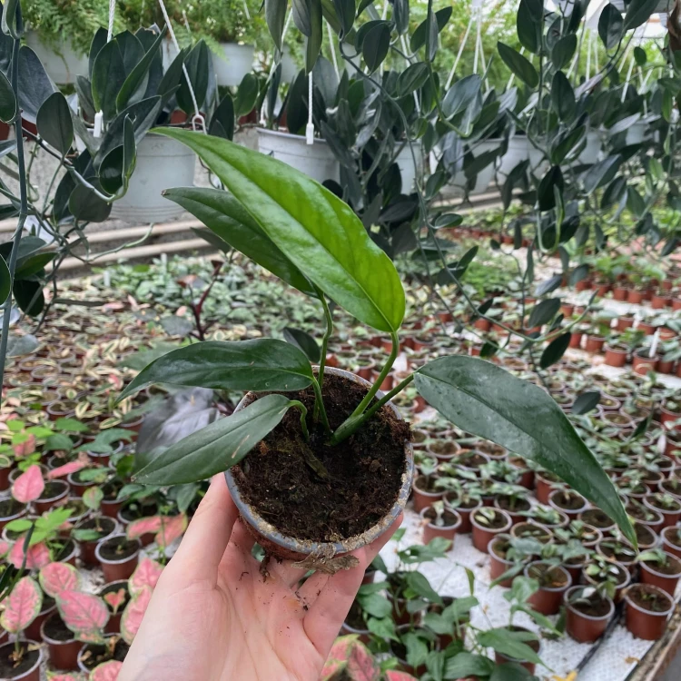 Epipremnum pinnatum Baltic Blue P9