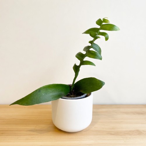 Epiphyllum chrysocardium P9