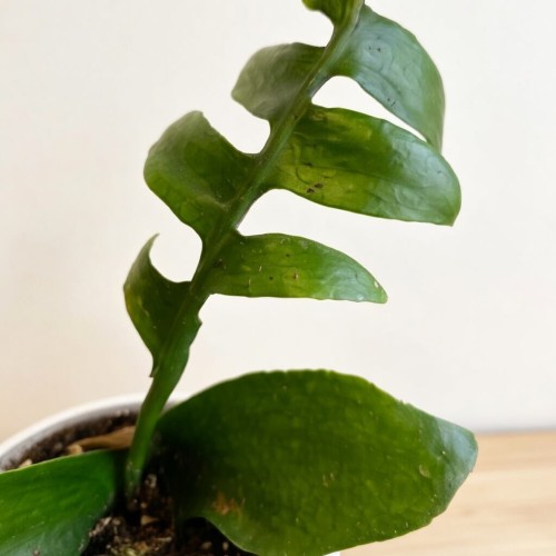 Epiphyllum chrysocardium P9