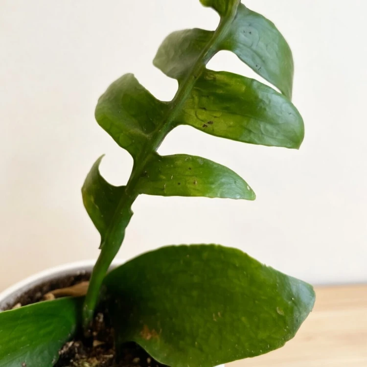 Epiphyllum chrysocardium P9