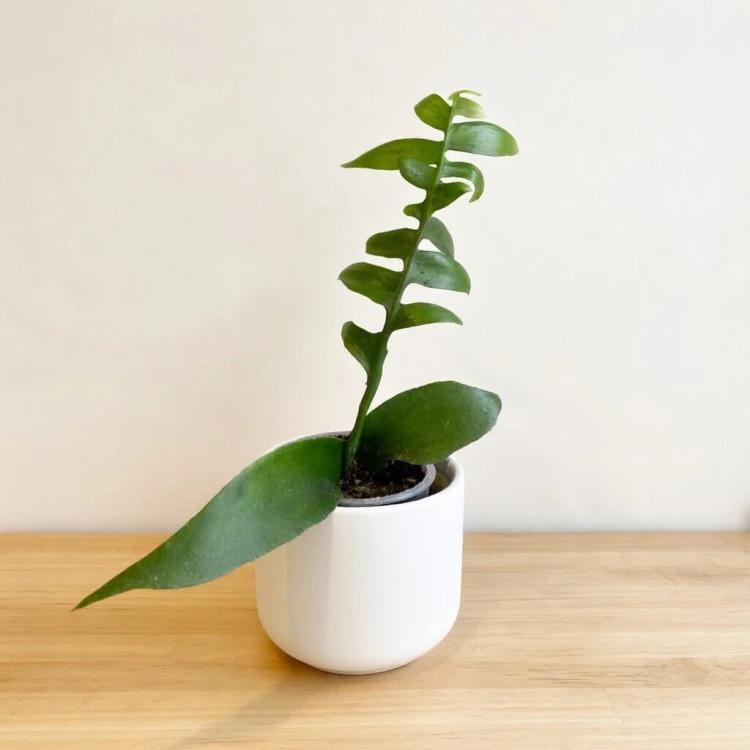 Epiphyllum chrysocardium P9
