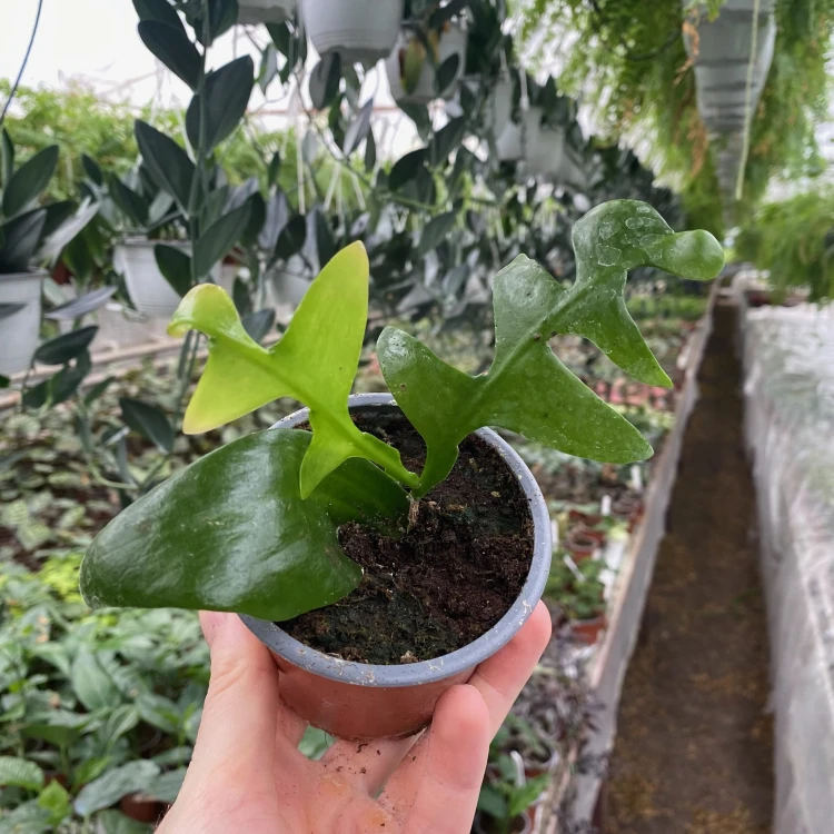 Epiphyllum chrysocardium P9