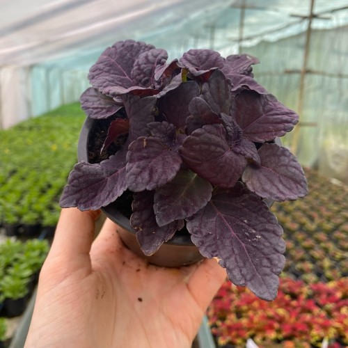 Coleus Newly Noir Koleus Pokrzywka Ozdobna