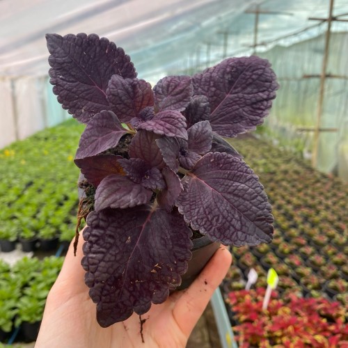 Coleus Newly Noir Koleus Pokrzywka Ozdobna