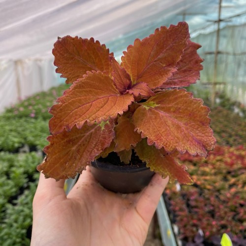 Coleus Wicked Hot Koleus Pomarańczowy Pokrzywka Ozdobna