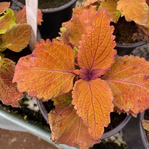 Coleus Wicked Hot Koleus Pomarańczowy Pokrzywka Ozdobna