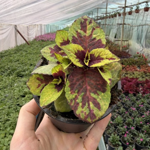 Coleus Solento Burgundy Lime Koleus Pokrzywka Ozdobna