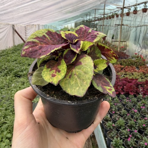 Coleus Solento Burgundy Lime Koleus Pokrzywka Ozdobna