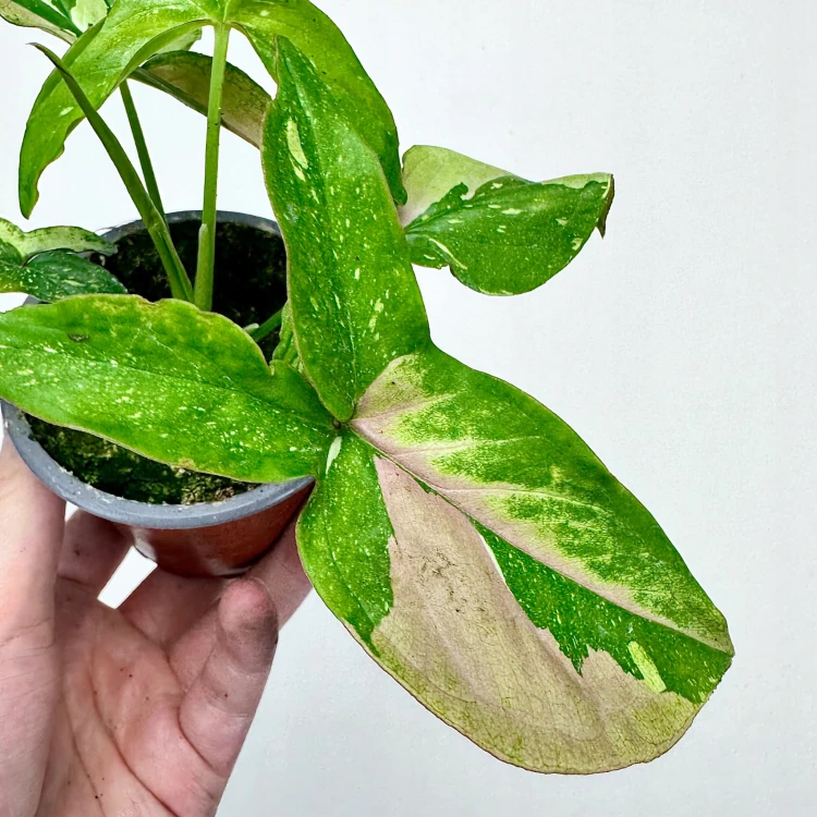 Syngonium Red Spot Tricolor Zroślicha #4