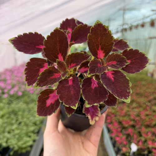 Coleus Velveteen Koleus Pokrzywka Ozdobna