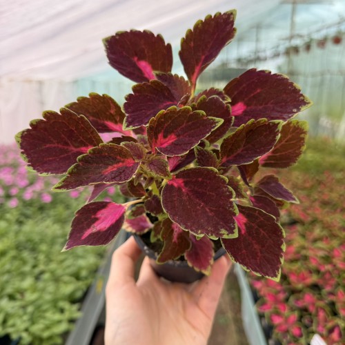 Coleus Velveteen Koleus Pokrzywka Ozdobna