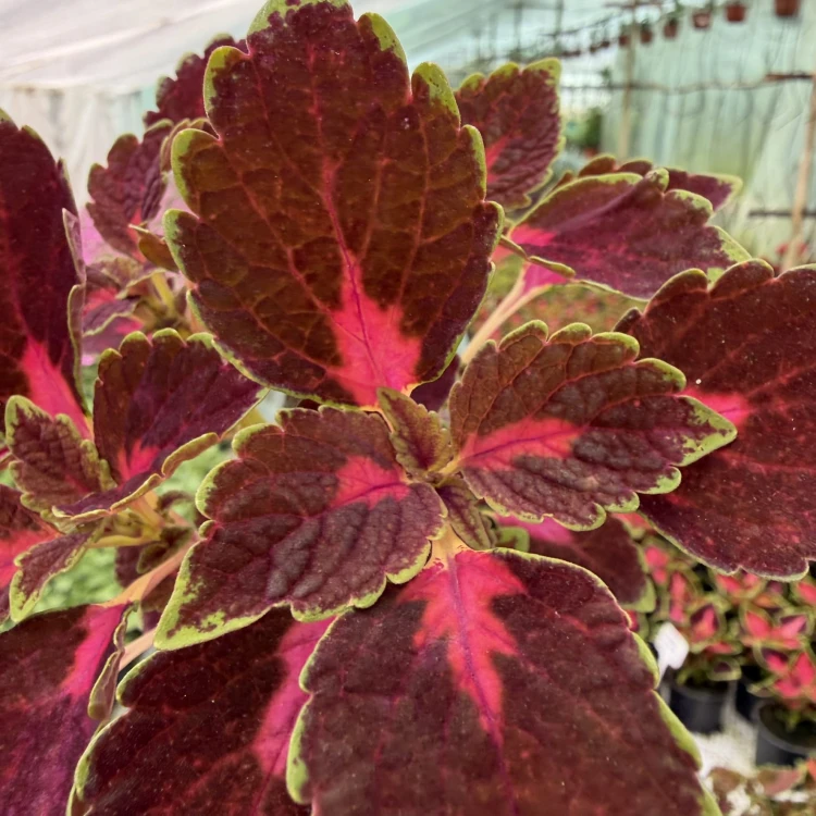 Coleus Velveteen Koleus Pokrzywka Ozdobna