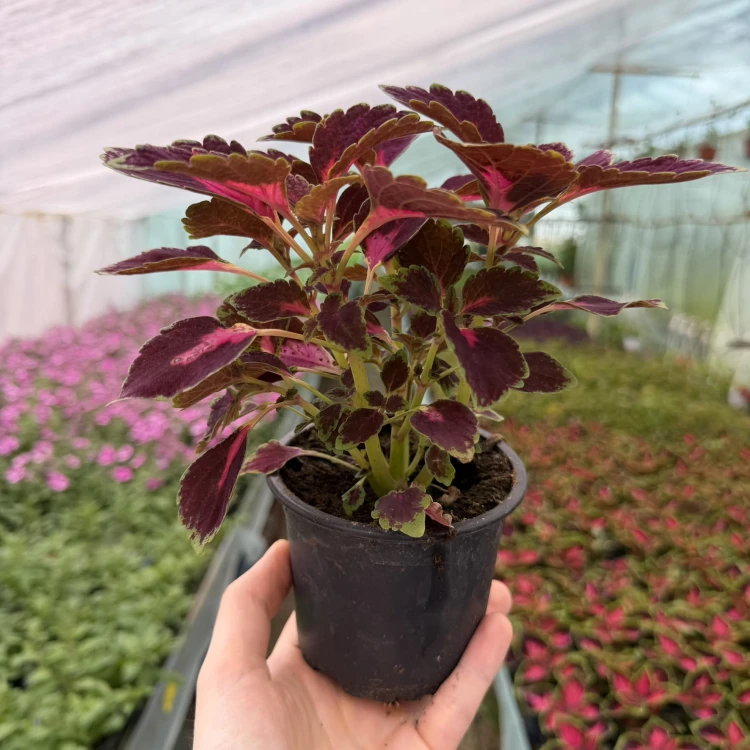 Coleus Velveteen Koleus Pokrzywka Ozdobna