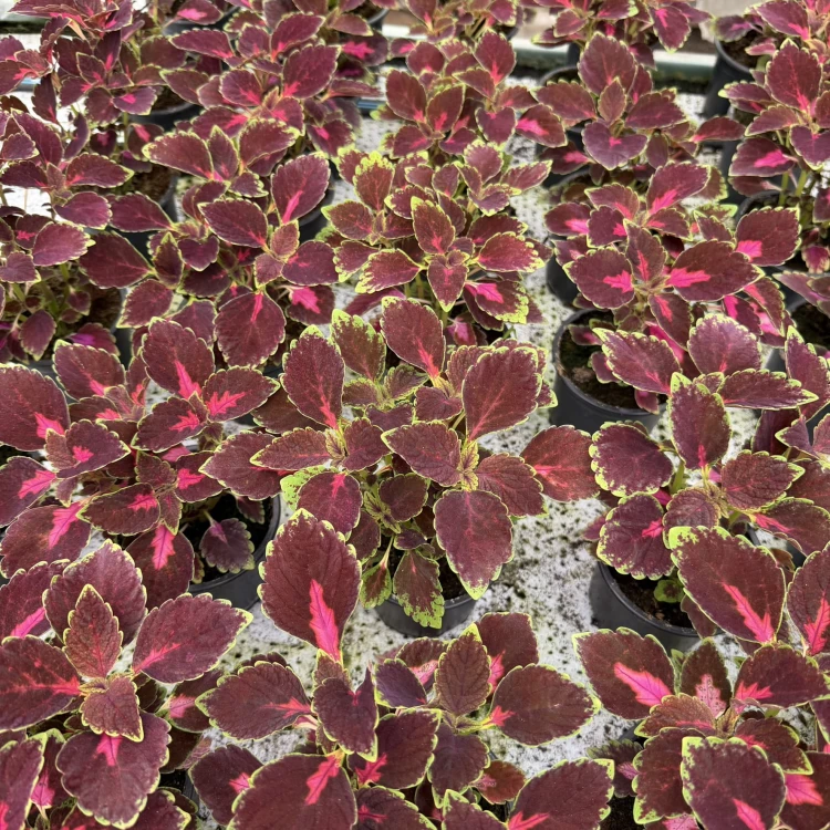 Coleus Velveteen Koleus Pokrzywka Ozdobna
