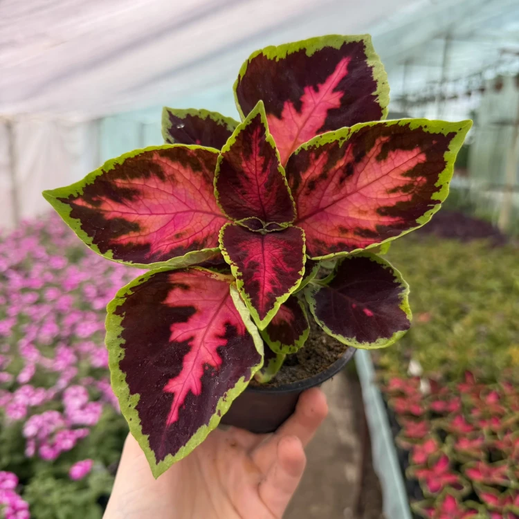 Coleus Solento Dark Cherry Koleus Pokrzywka Ozdobna