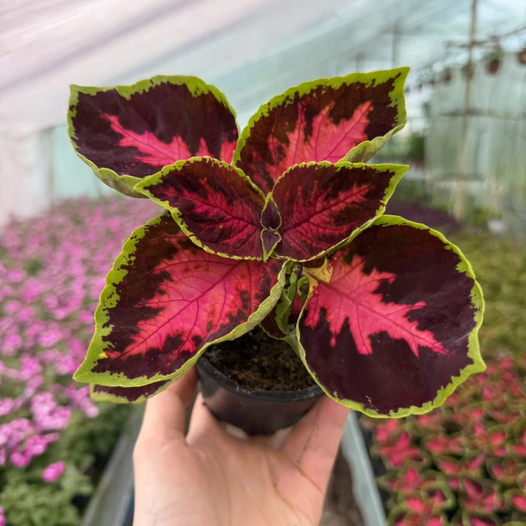 Coleus Solento Dark Cherry Koleus Pokrzywka Ozdobna