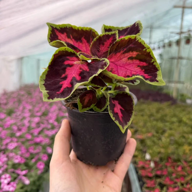 Coleus Solento Dark Cherry Koleus Pokrzywka Ozdobna