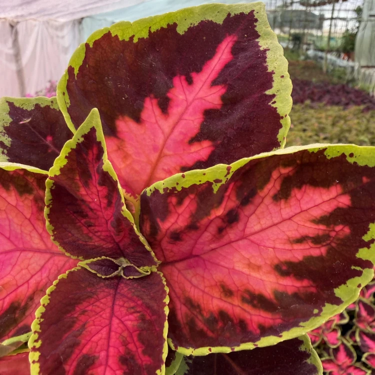 Coleus Solento Dark Cherry Koleus Pokrzywka Ozdobna