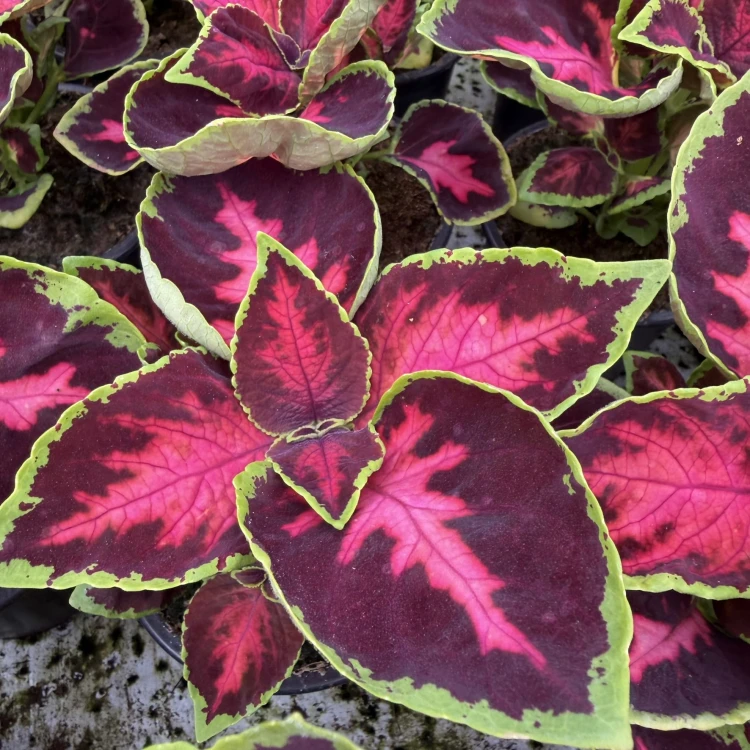 Coleus Solento Dark Cherry Koleus Pokrzywka Ozdobna