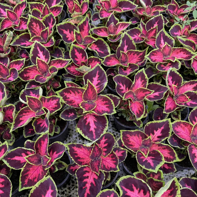 Coleus Solento Dark Cherry Koleus Pokrzywka Ozdobna