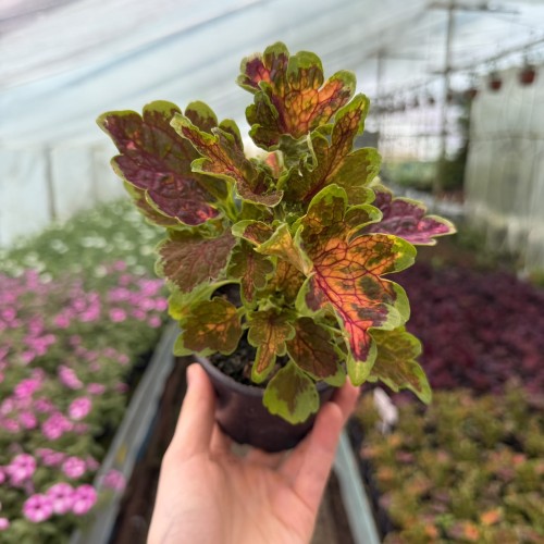 Coleus Colocha Scarlet Koleus Pokrzywka Ozdobna