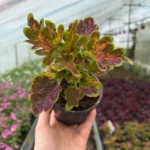 Coleus Colocha Scarlet Koleus Pokrzywka Ozdobna