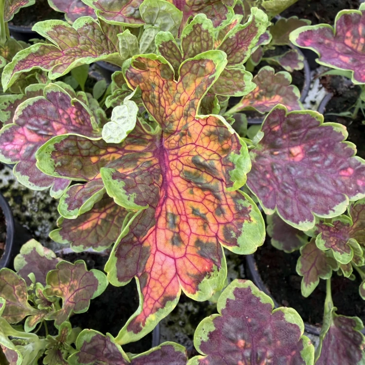 Coleus Colocha Scarlet Koleus Pokrzywka Ozdobna
