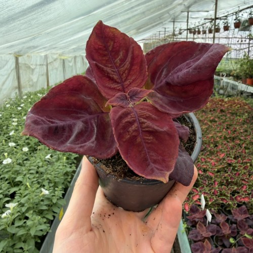 Coleus Solento Red Pepper Koleus Czerwony Pokrzywka Ozdobna