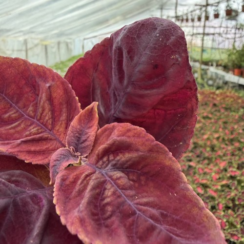 Coleus Solento Red Pepper Koleus Czerwony Pokrzywka Ozdobna