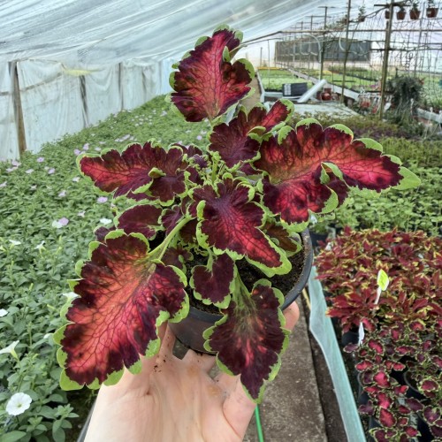 Coleus Colocha Rose Koleus Pokrzywka Ozdobna