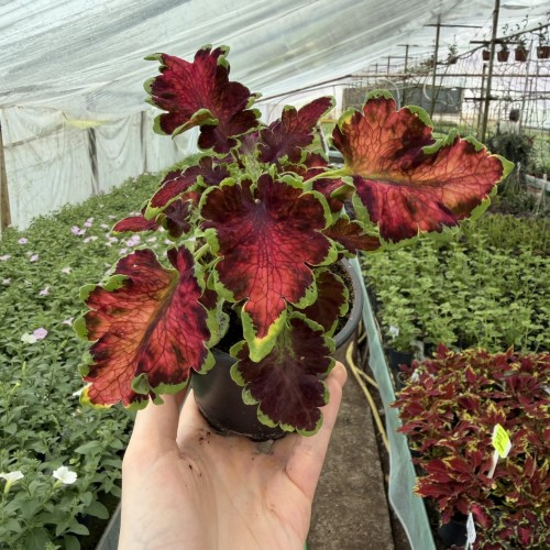 Coleus Colocha Rose Koleus Pokrzywka Ozdobna